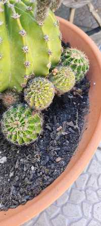 Cactos pequenos em vaso