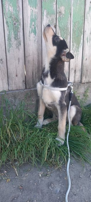 Песик чотири місяці в добрі руки