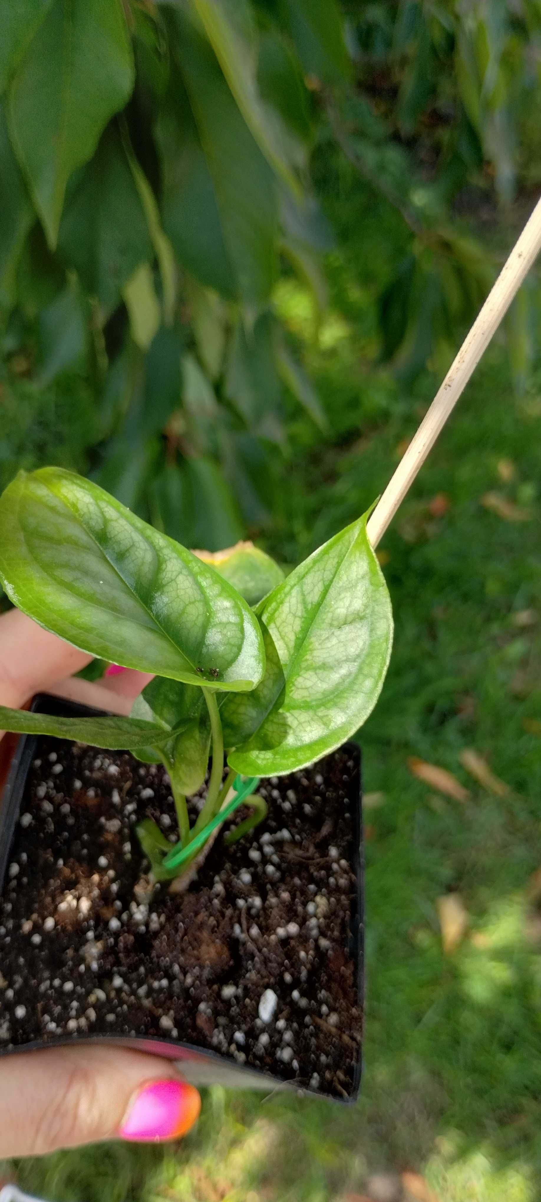 monstera siltepcana