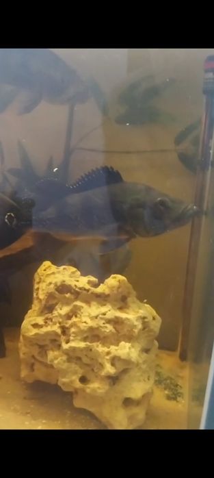 Cichla Monoclulus