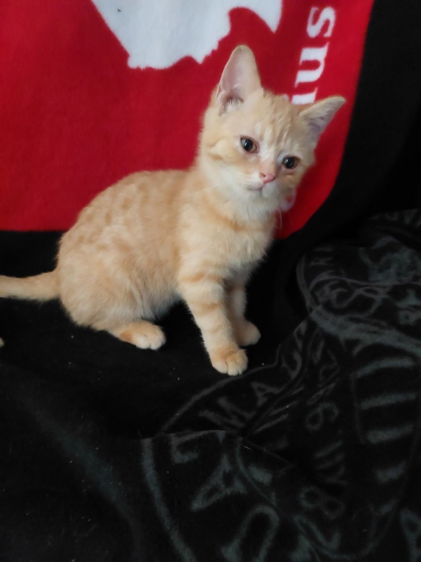Шотландский котенок.