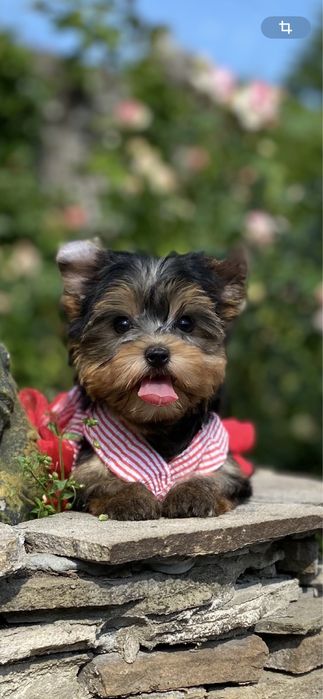 Кукольная  мини девочка