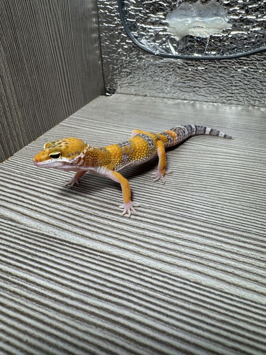 Gekon lamparci rózne kolory