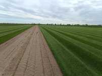 Trawa z rolki PREMIUM 40m2 z dostawa