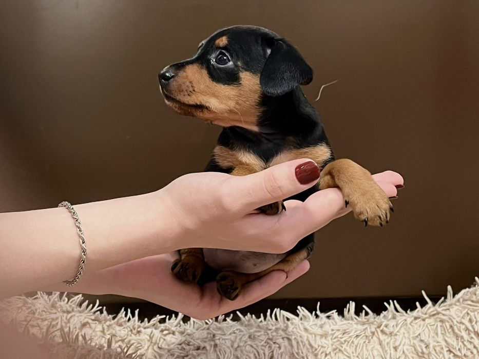 Цуценята цвергпінчера!