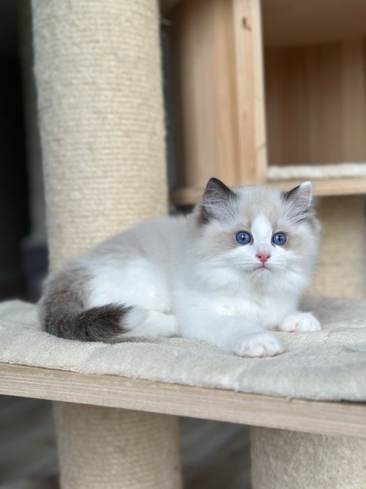 Puchaty kotek ragdoll rodowód FPL