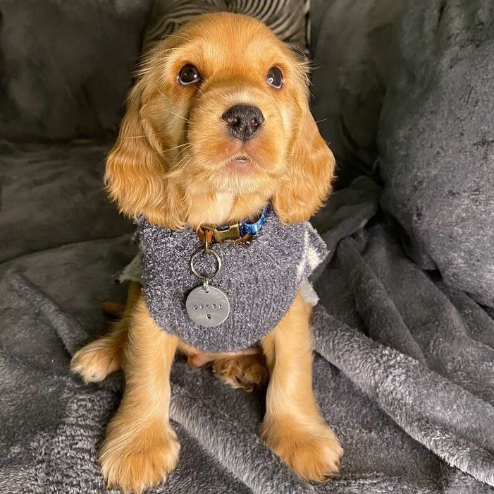 Продаються , готуються до продажу цуценята англійських спаніелів