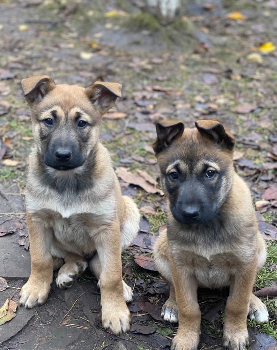 Елітні цуценята малінуа