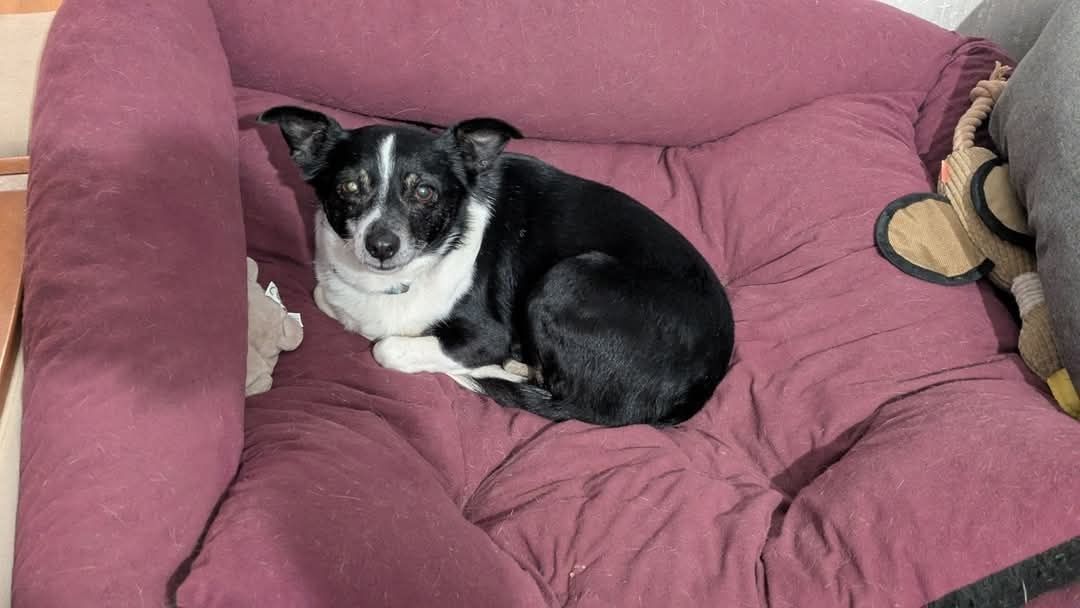 Psiotka - mała delikatna sunia do adopcji