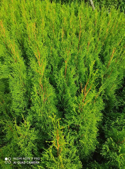 Tuja Szmaragd Produkt z Polski WYPRZEDAZ