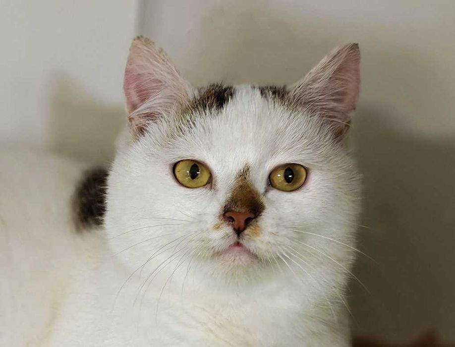 Чудовий ласкавий і ніжний котик-красунчик Нясік (6 міс.). Кастров. Кот