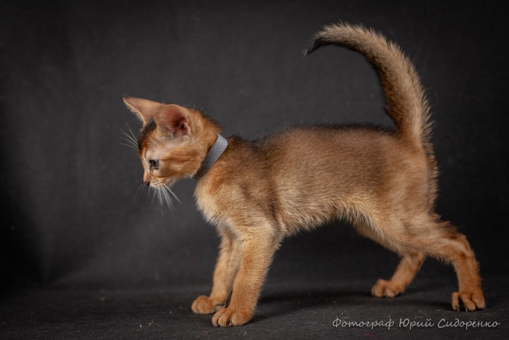 Котята абиссинские