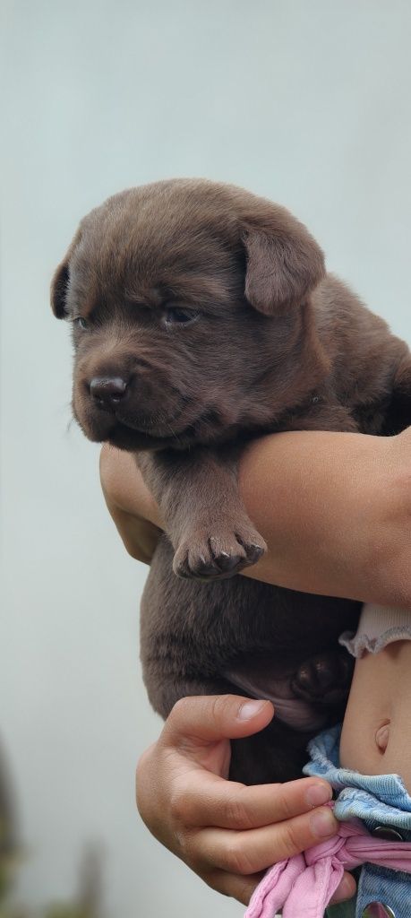 Labrador Czekoladowy