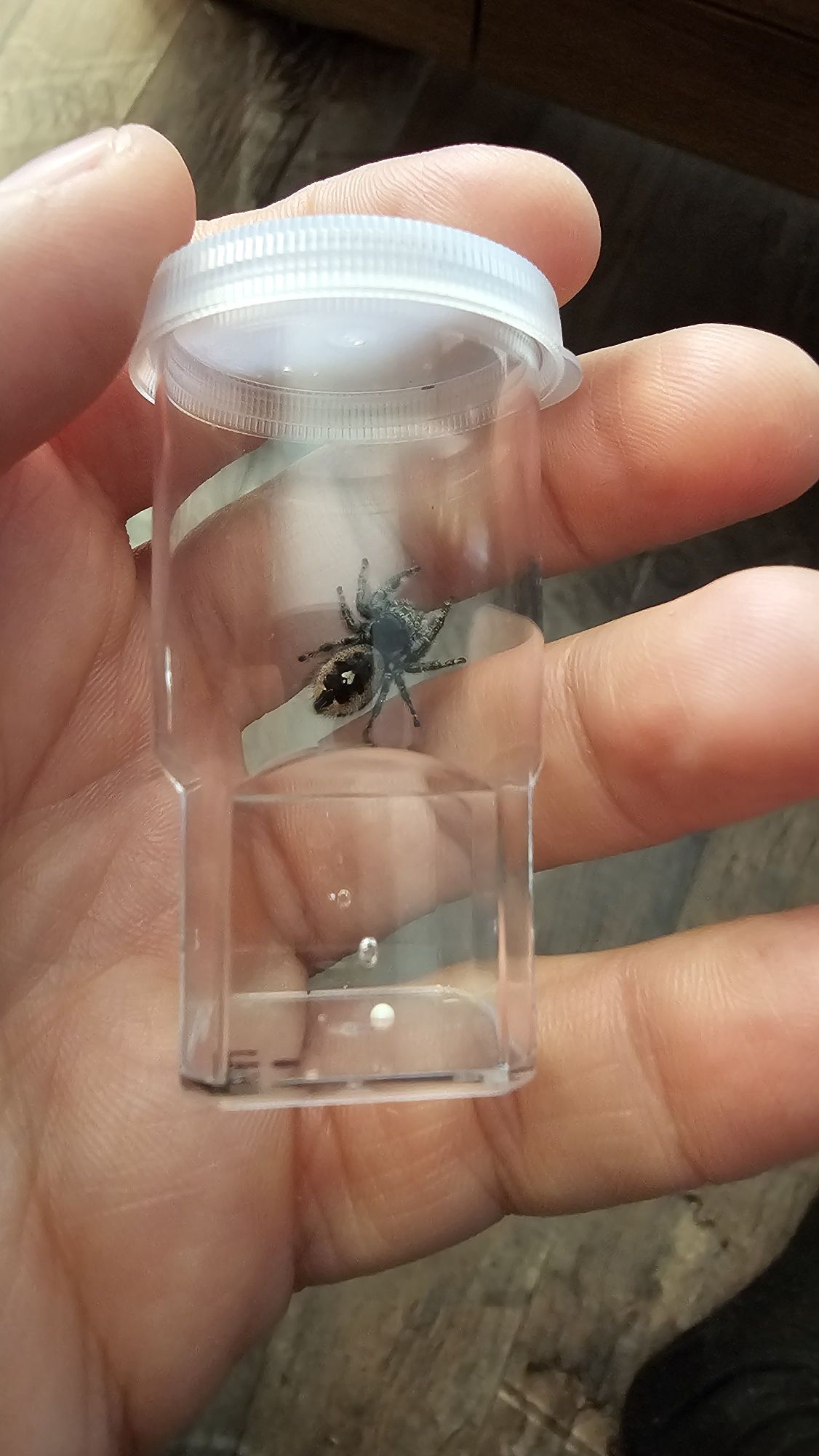 Skakun Phidippus audax bryantae Oregon L3-L4