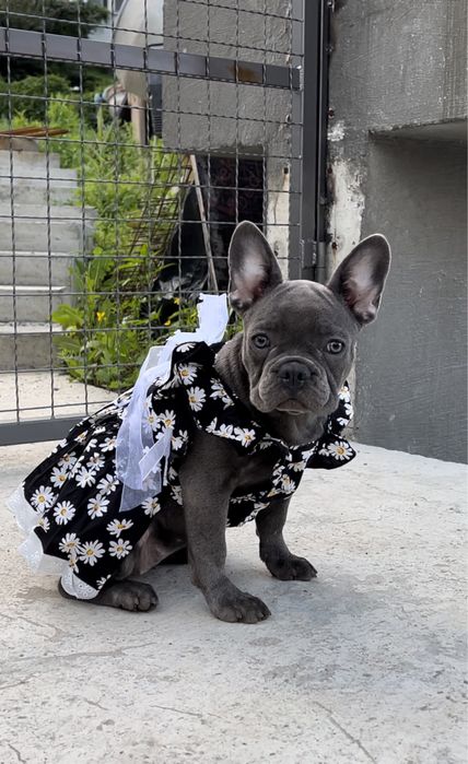 Идеальная голубая бульдожка щенок