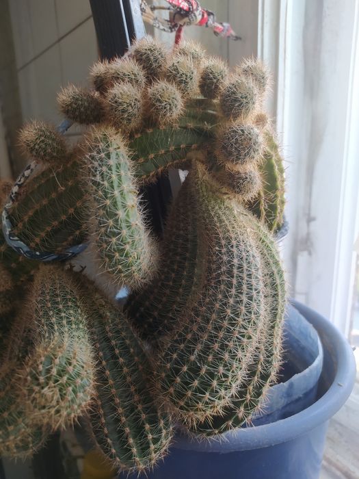 Кактусы многолетние