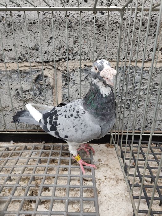 Gołębie pocztowe staropolskie para + gratis