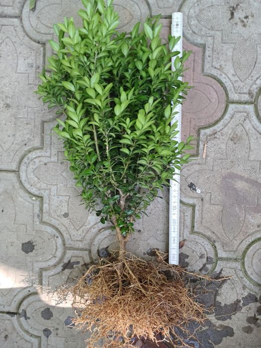 Стрижений бордюрний самшит