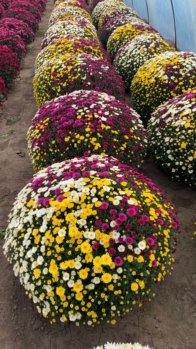 Tanio Chryzantemy Najładniejsze Atrakcyjne Ceny