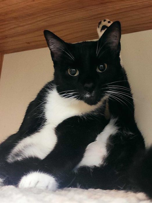 kotka MILKA szuka swojej przystani na zawsze