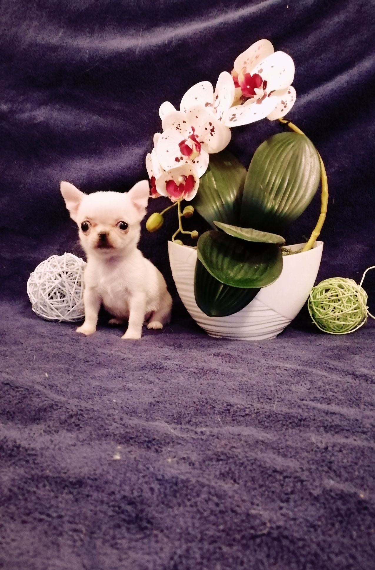 Chihuahua piesek krótkowłosy