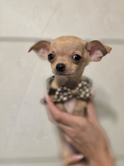Chihuahua piesek szczeniak do odbioru metryka chip