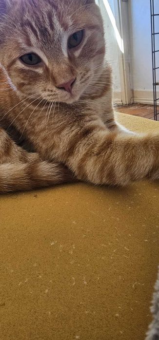 Gatinha para adoção