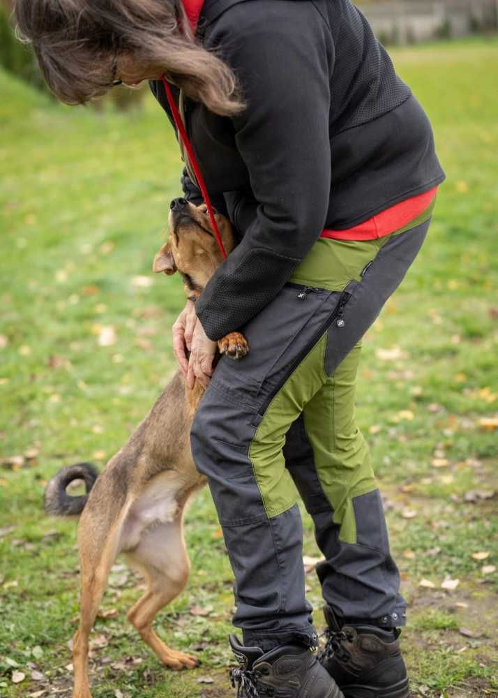 Keks młody, przyjazny piesio w schronisku bez wolontariatu