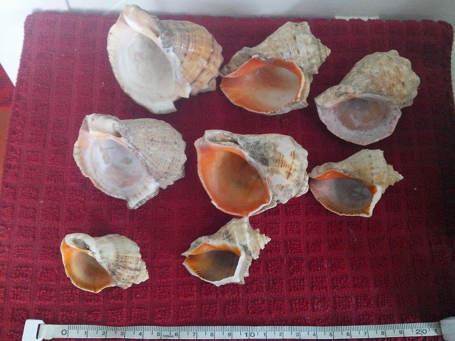 Продаю   ракушки