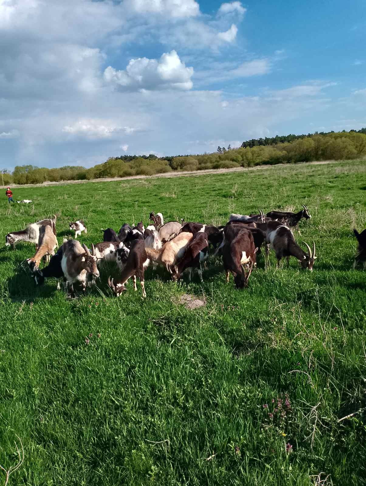 Продаж кіз, козенят, козочок