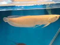 Arowana albinos, osteoglossum bicirrhosum albino. Cetarius