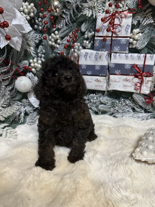 Чорний хлопчик пудель