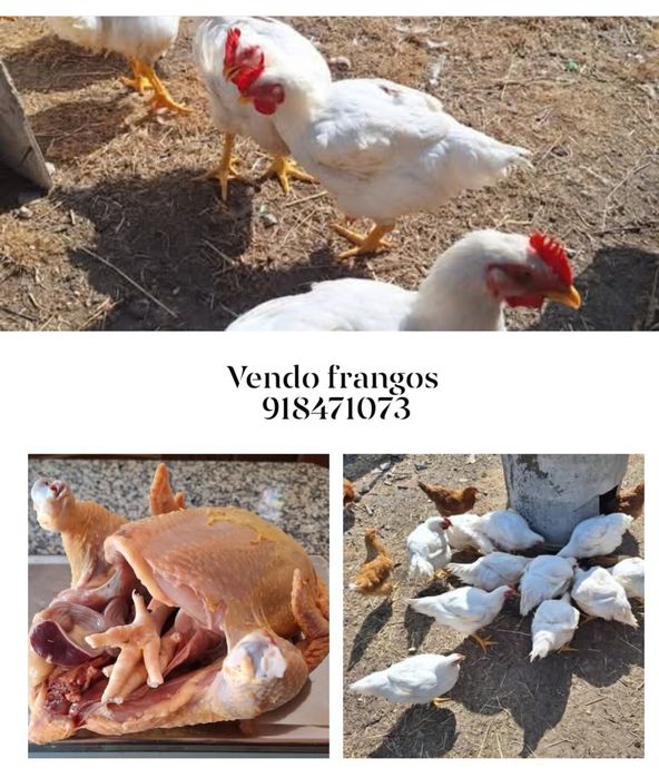 Vendo frangos caseiros