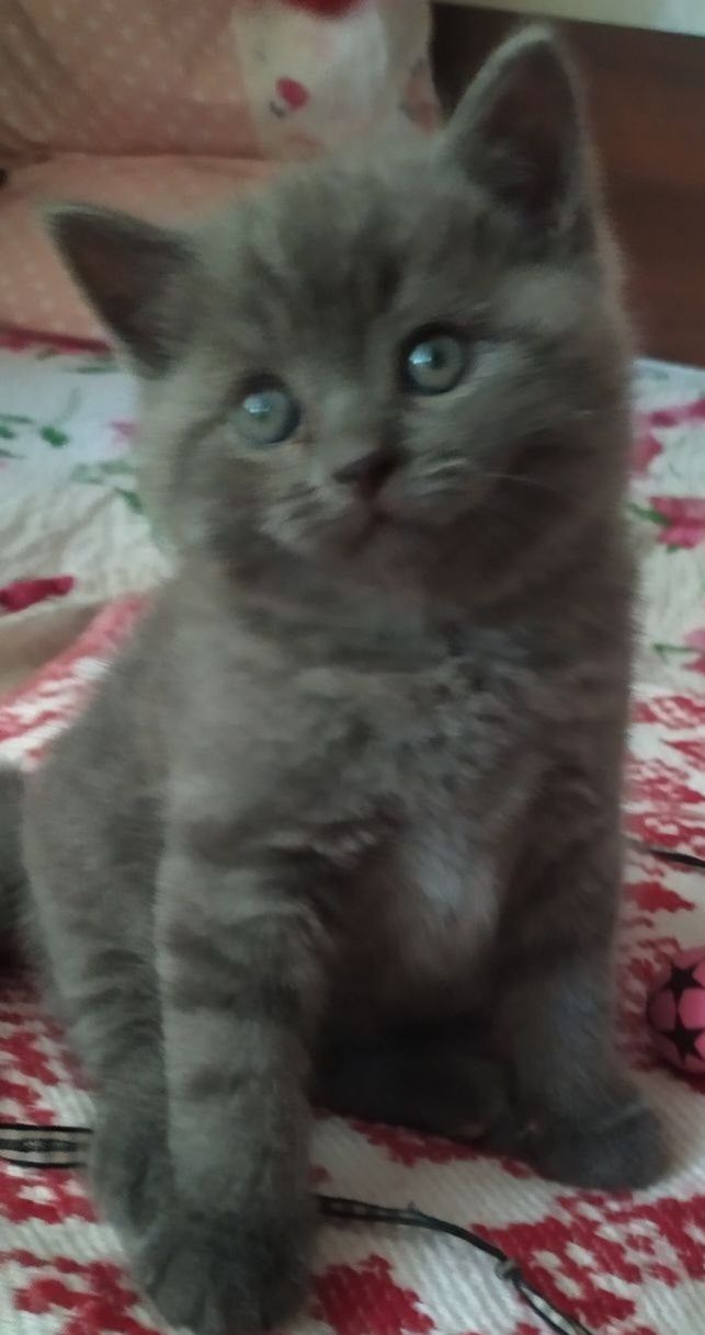 Шотландские вислоухие котята скоттиш фолд и скоттиш страйт