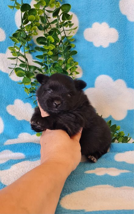 Excelente menina Lulu da Pomerânia/ Spitz Alemão Anão de Qualidade