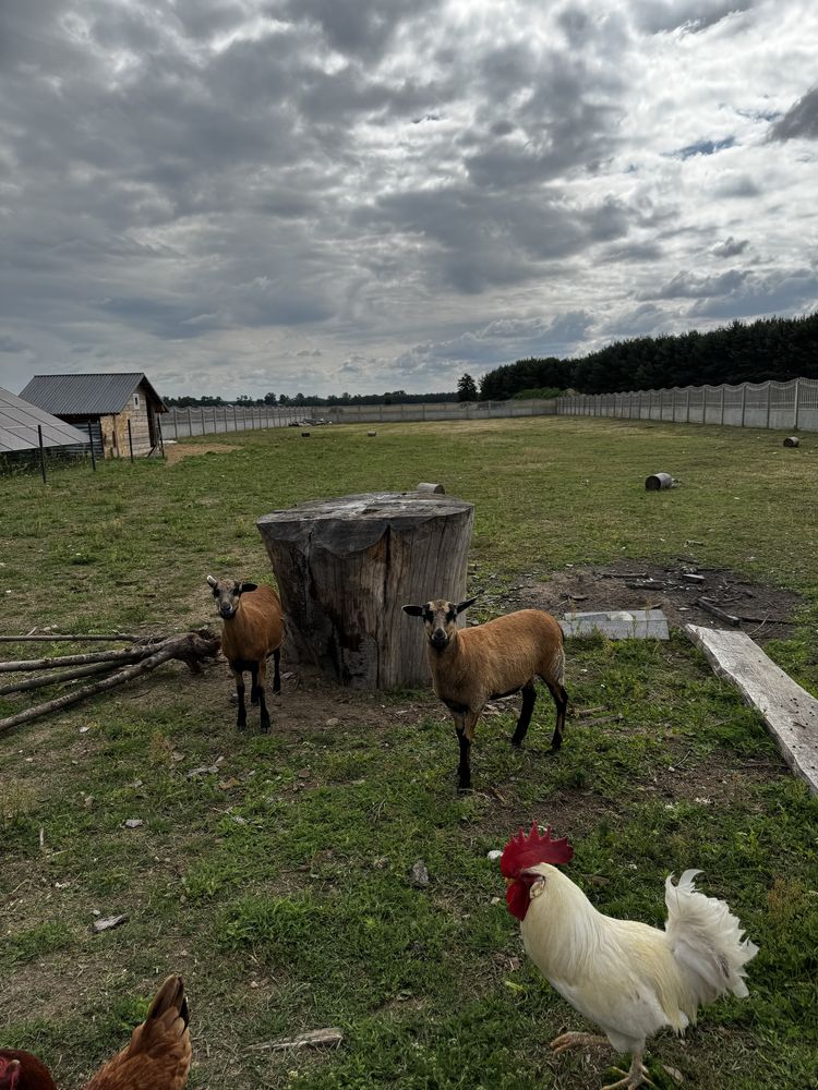 Owca kameruńska zdrowa wesoła energiczna
