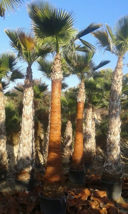 Palmeiras Washingtonia robusta de 1 a 10 metros de tronco XL