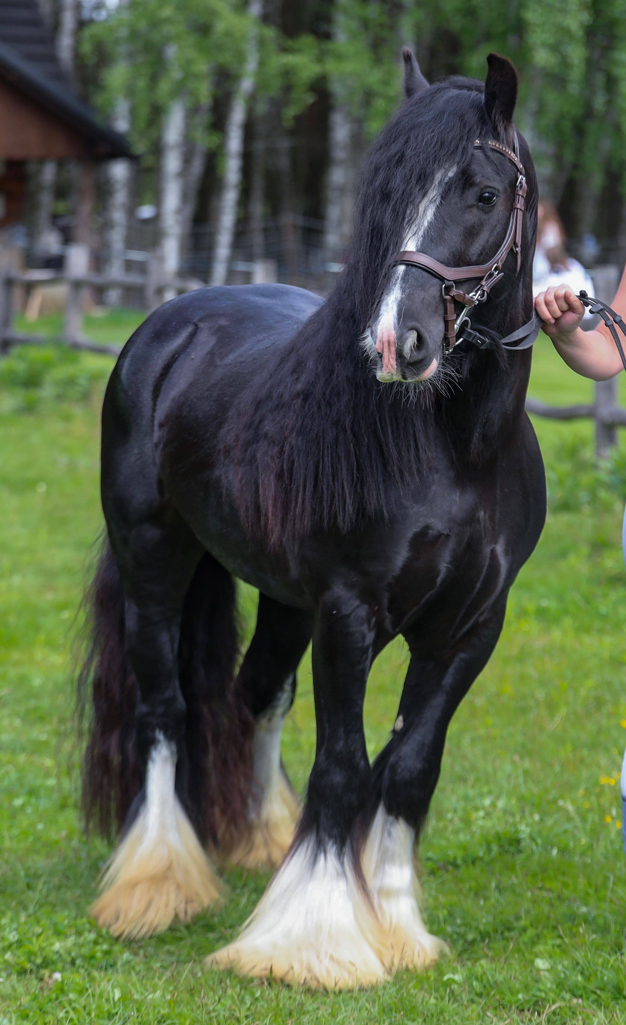 Stanówka Irish Cob / Tinker Ponpon ze Sedmi Dvoru
