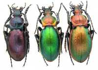 коллекция насекомые, комахи,  жуки . Жужелица Carabus obsoletus 3шт.