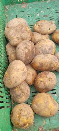 Ziemniaki odmiany Pogoria i Stokrotka