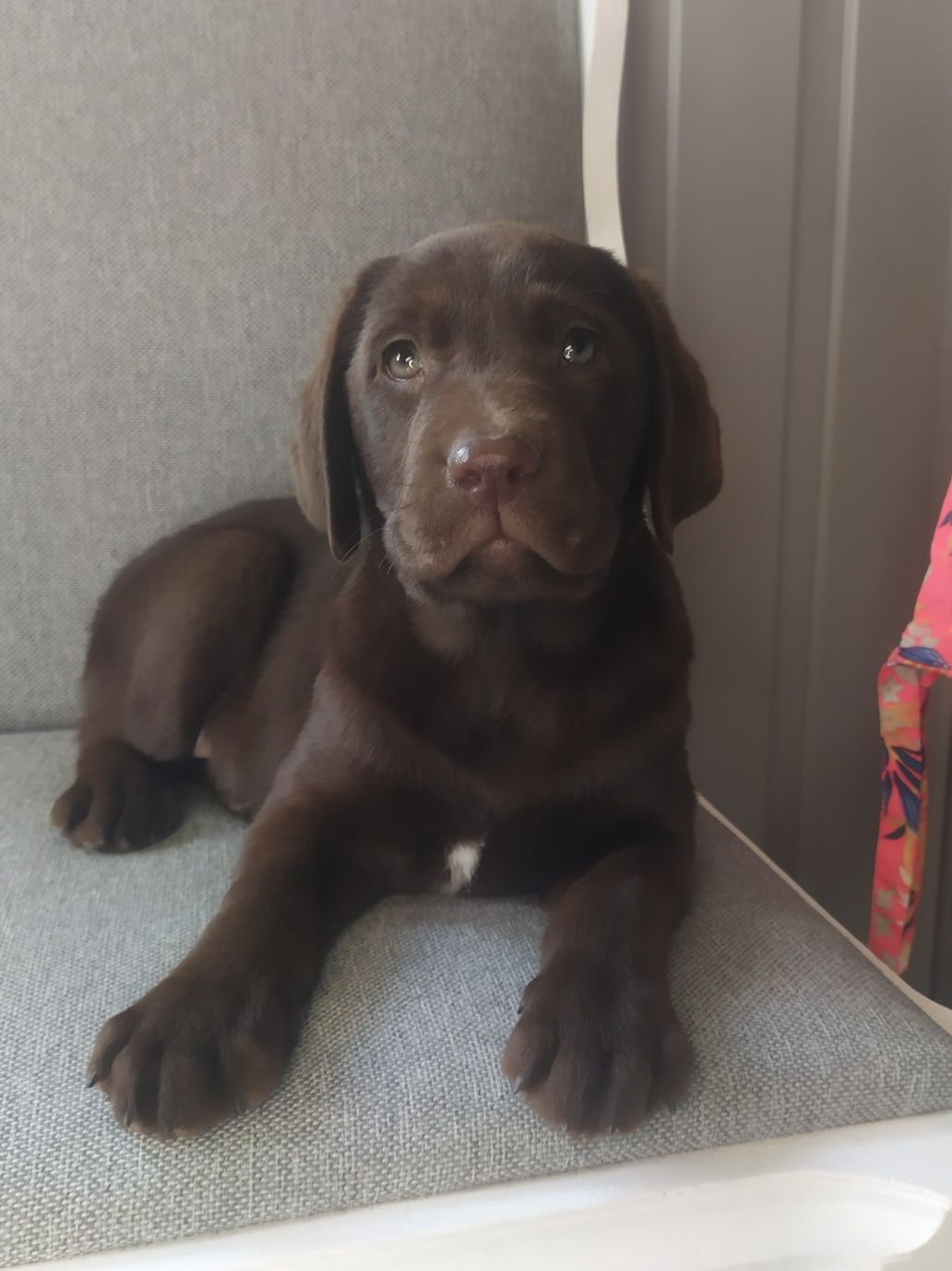 Labrador retriever
