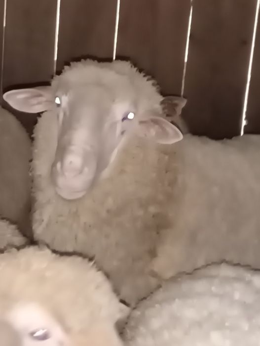 Tryk Merynos/Bergschaf.