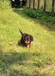 Sunia Cavalier King Charles Spaniel