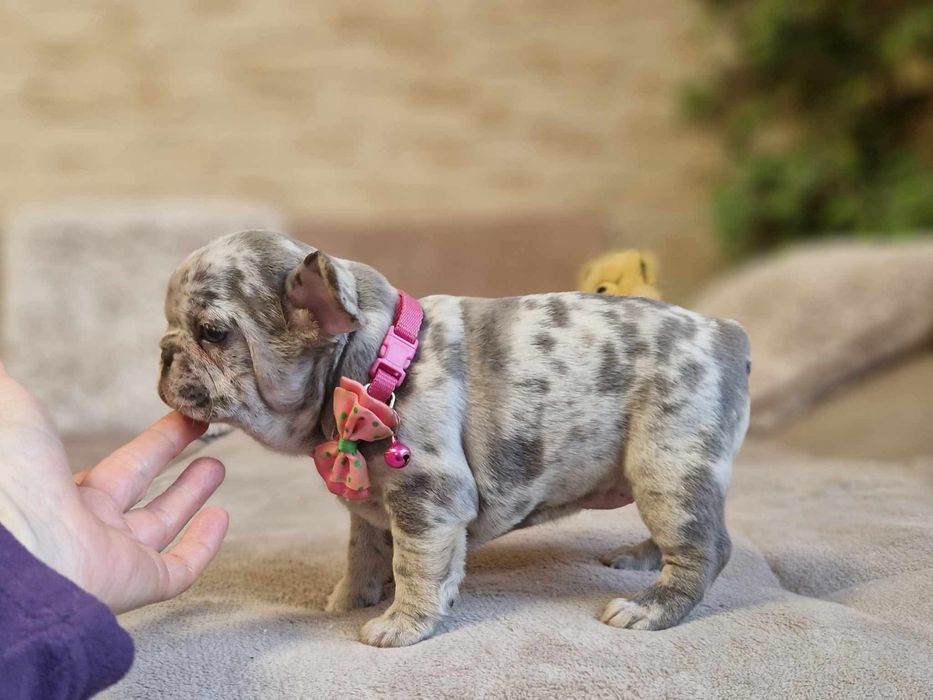 Мерле Французський бульдог