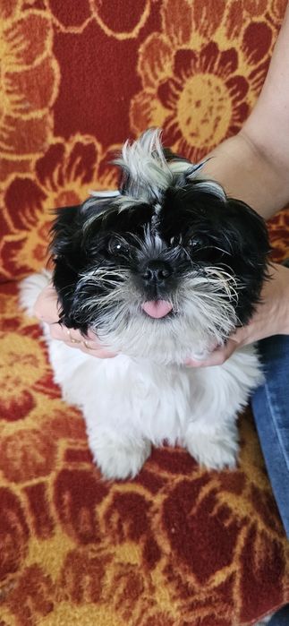 Szczeniak Shih-tzu