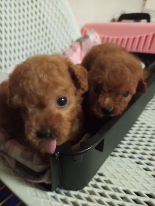 Мікро дітки МальтіпуF2