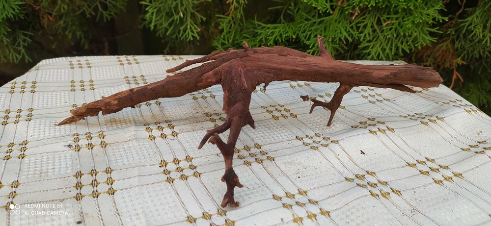 Korzeń mangrowca-30cm