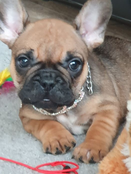 Buldog francuski/ Cudowne sunie