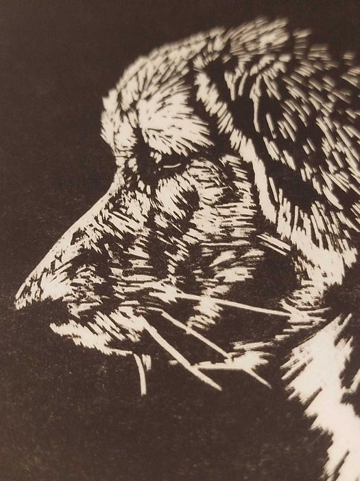 Linoryt, ilustracja, grafika, obrazek - Golden Rretriever, pies