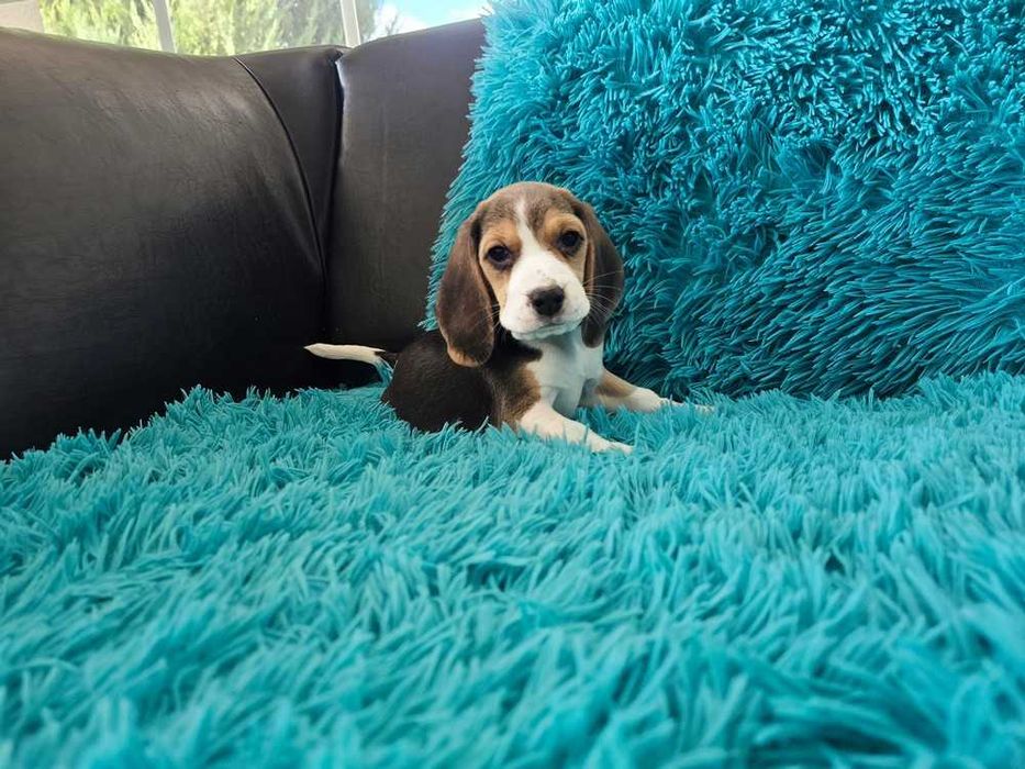 BEAGLE-suczka, ZKwP/FCI, mniejsza w typie,śliczna